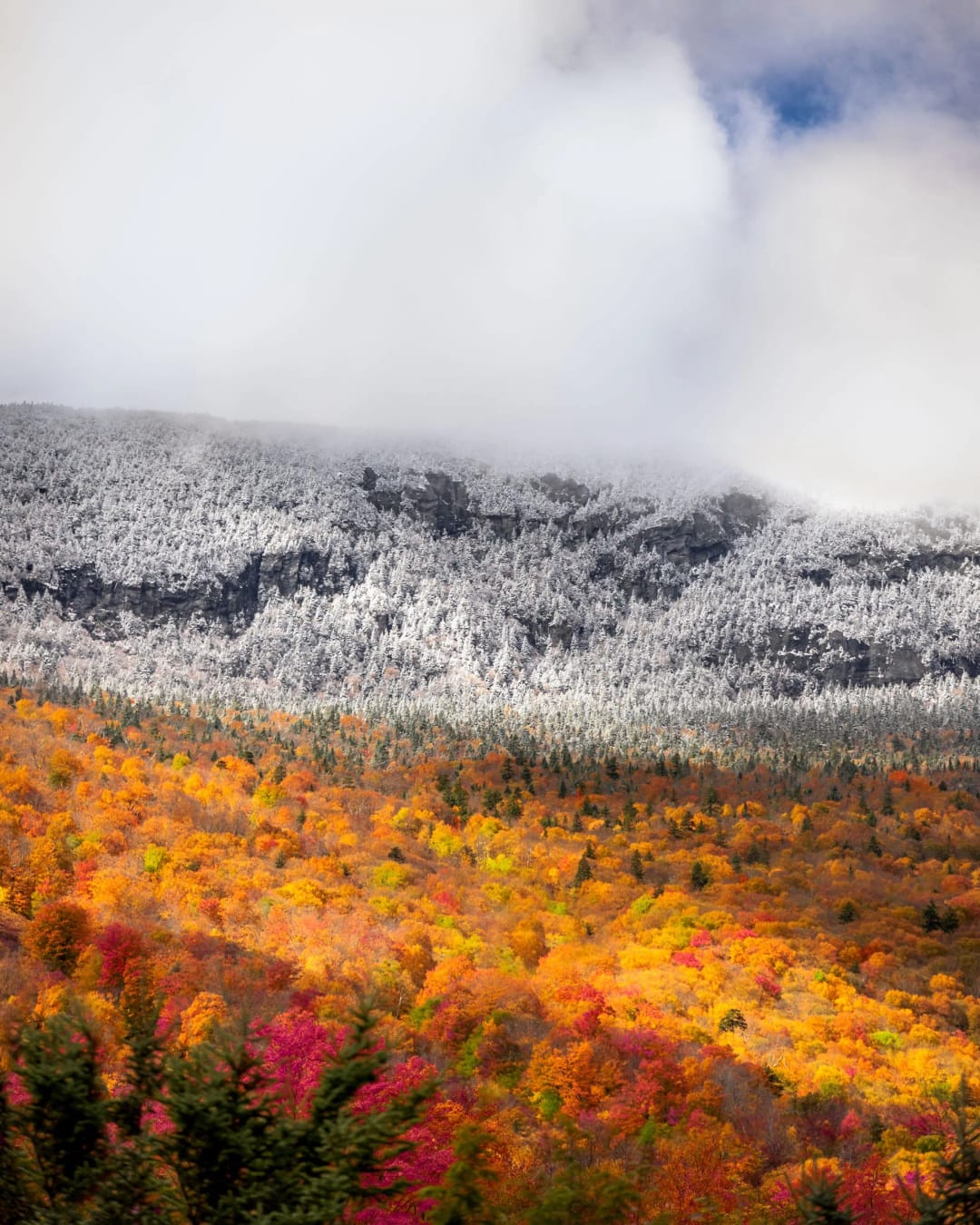 A Clash of Seasons. Bosque otoñal rojo y dorado bajo una montaña cubierta de nieve fresca