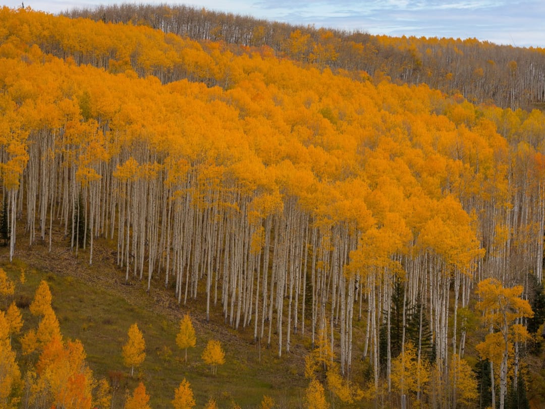 Aspen grove in full fall color on the slopes of Beaver Creek