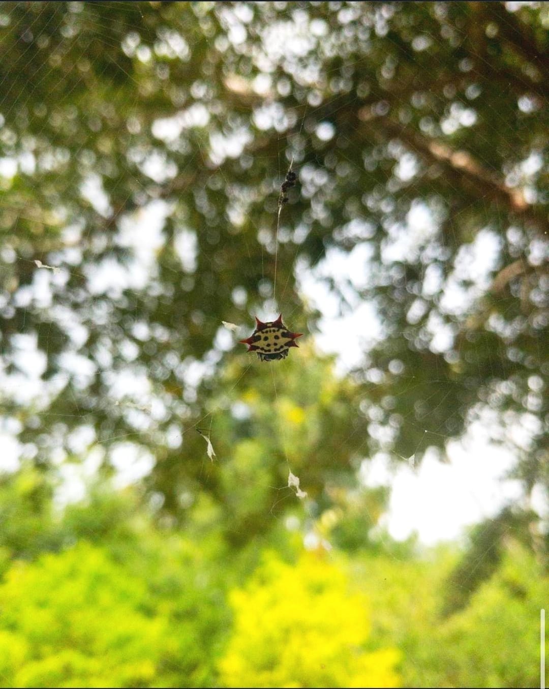 Spiny orb weaver spider hanging among green leaves