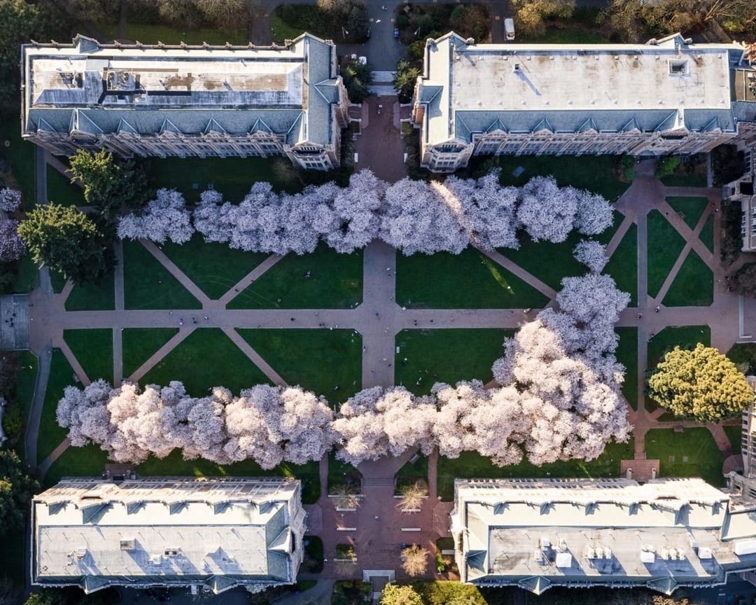 The University of Washington Quad from above, rows of cherry trees in bloom between the halls