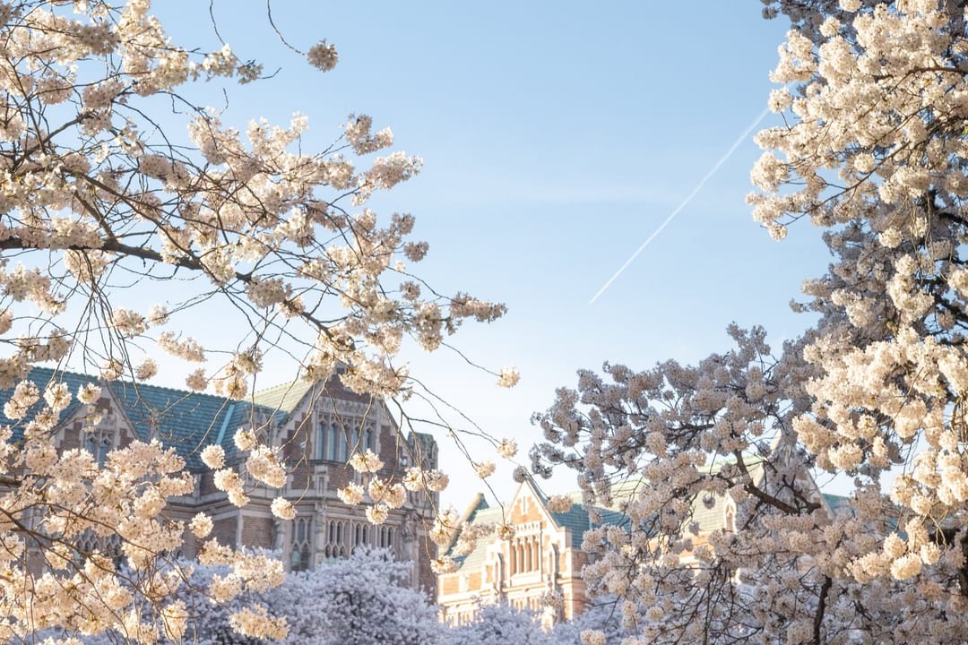 Cherry trees in full bloom on the University of Washington Quad, a stone hall behind